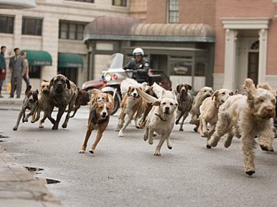 Dogs